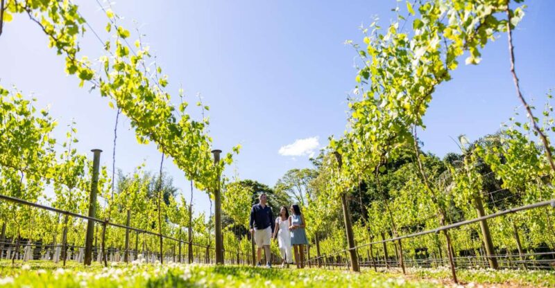 Gold Coast: Winery Tour With Tastings and 2-Course Lunch - Winery Tastings