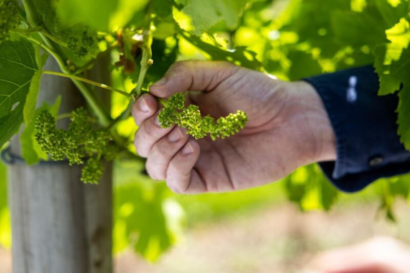 Gold Coast: Winery Tour With Tastings and 2-Course Lunch - Tamborine Mountain Distillery