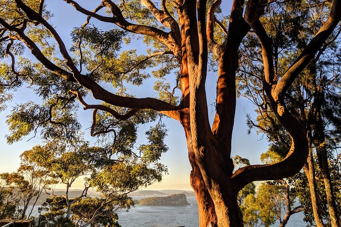 Golden Beaches and Ocean Vistas MANLY AND NORTHERN BEACHES PRIVATE TOUR - Coastal Charm of Curl Curl and Whale Beach