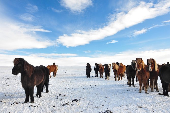 Golden Circle and Horses - Highlights and Attractions