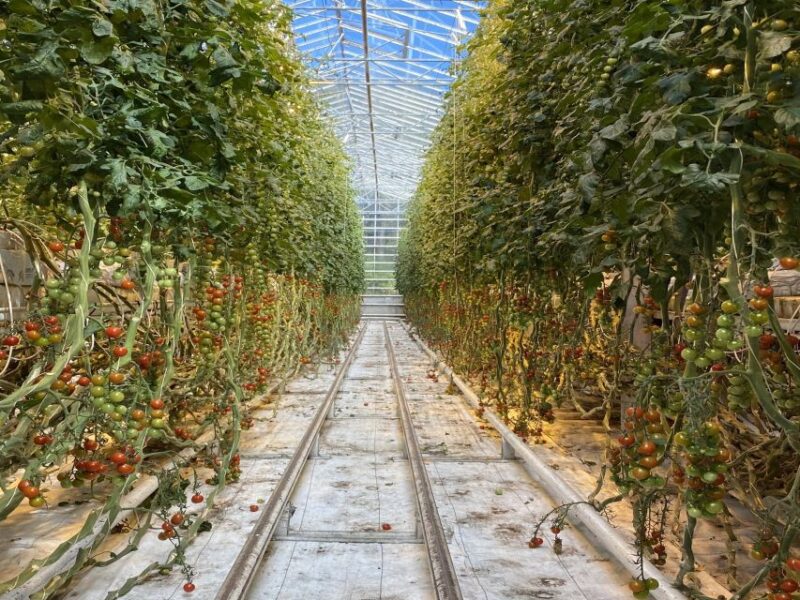 Golden Circle, Hot Spring Bakery, Tomato Farm Private Tour - Inclusions