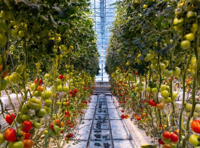 Golden Circle & Lunch at Fridheimar Tomato Farm- With Photos - Witness Geyser Activity