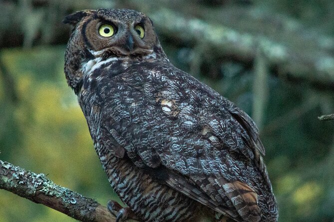 Golden Gate Park Twilight Wildlife Walking Tour - Wildlife Encounters