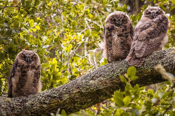 Golden Gate Park Twilight Wildlife Walking Tour - Experience Duration