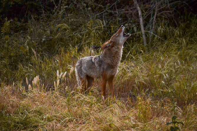 Golden Gate Park Twilight Wildlife Walking Tour - Frequently Asked Questions