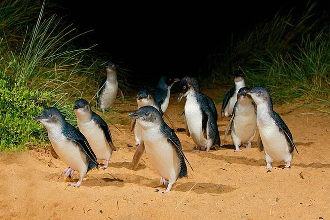 Golden Hour Penguins Express Tour With Pickups on Phillip Island - Visiting Phillip Island