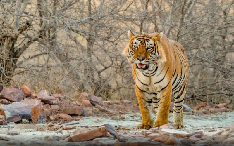 Golden Triangle 7 Days Tour With Ranthambore - Highlights of the Itinerary