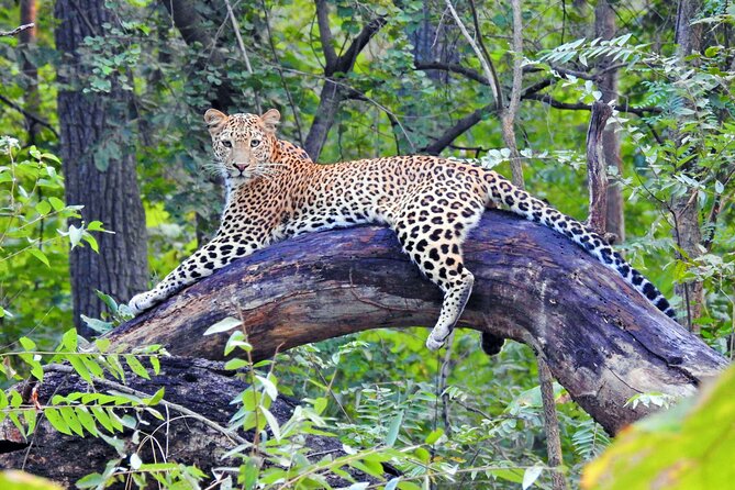 Golden Triangle Tour With Leopard Safari (Taj Mahal at Sunrise) - Taj Mahal Sunrise Experience