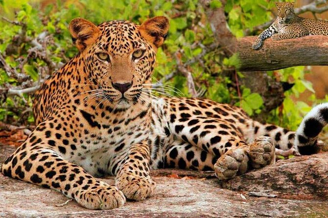 Golden Triangle Tour With Leopard Safari (Taj Mahal at Sunrise) - Health and Accessibility Considerations