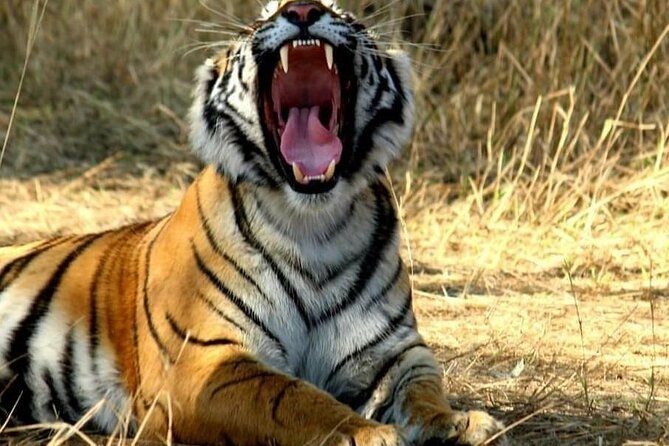 Golden Triangle Tour With Ranthambore 6 Days - Transfer to Delhi Airport