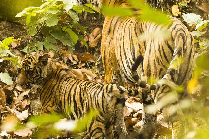 Golden Triangle Tour With Ranthambore From Delhi - Pickup Information