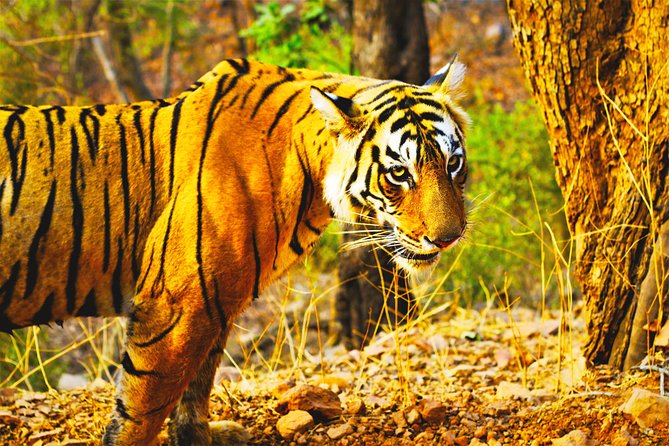 Golden Triangle Tour With Ranthambore From Delhi - Health and Accessibility