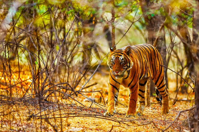 Golden Triangle Tour With Ranthambore From Delhi - Exploring the Golden Triangle