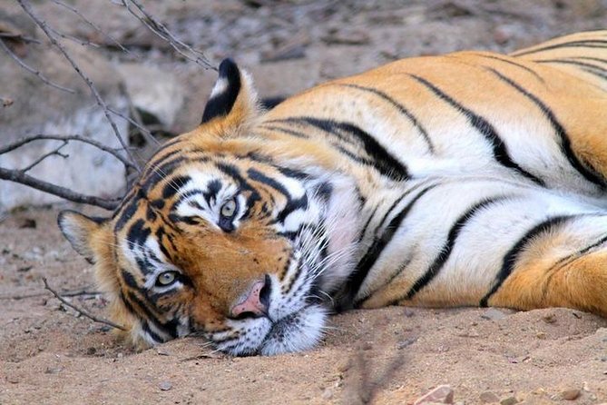 Golden Triangle Tour With Ranthambore Jungle Safari - Customer Feedback