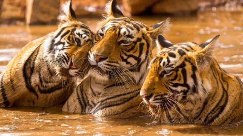 Golden Triangle Tour With Ranthambore Tiger Safari - Tour Overview and Pricing