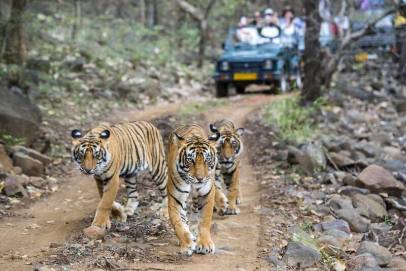 Golden Triangle Tour With Ranthambore Tiger Safari - Included Services