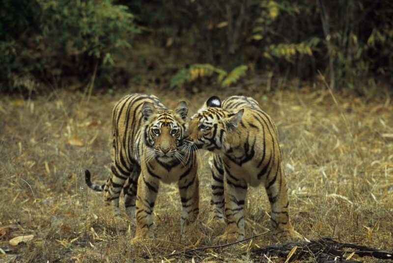 Golden Triangle Tour With Wildlife Exploration - Included Services