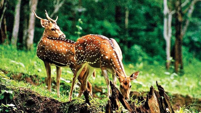 Golden Triangle Tour With Wildlife Exploration - Exclusions and Optional Activities