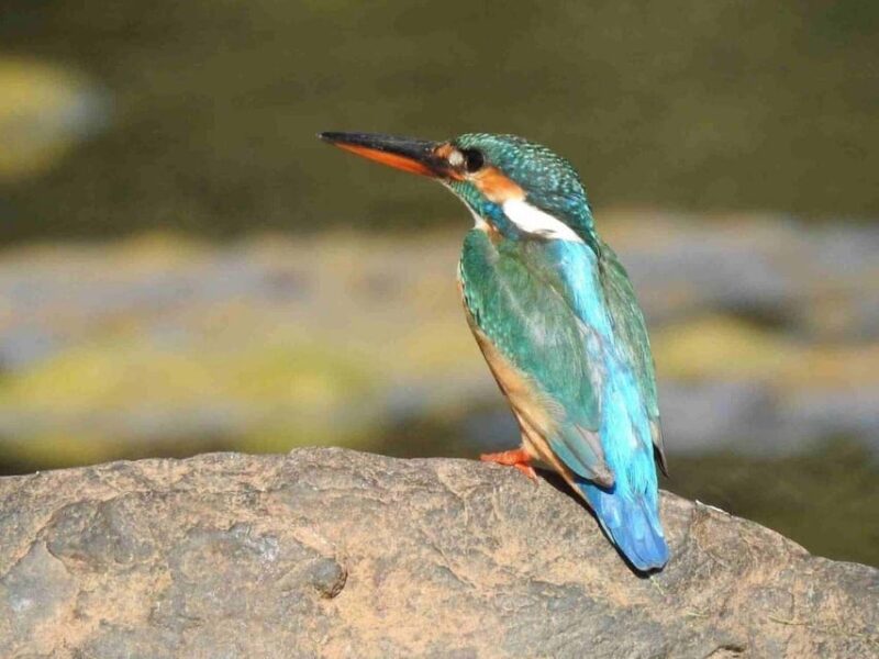 Golden Triangle With Ranthambore Wildlife Tour (06 Days) - Arrival in Delhi