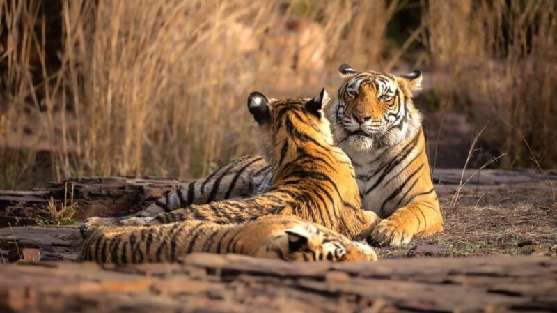 Golden Triangle With Ranthambore Wildlife Tour (06 Days) - Delhi to Agra