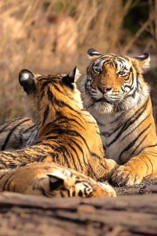 Golden Triangle With Ranthambore Wildlife Tour (06 Days) - Agra to Jaipur