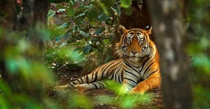 Golden Triangle With Ranthambore Wildlife Tour (06 Days) - Jaipur Sightseeing