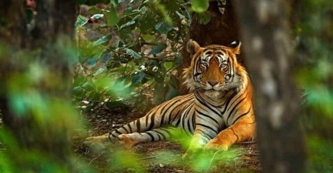 Golden Triangle With Ranthambore Wildlife Tour (06 Days) - Ranthambore to Delhi
