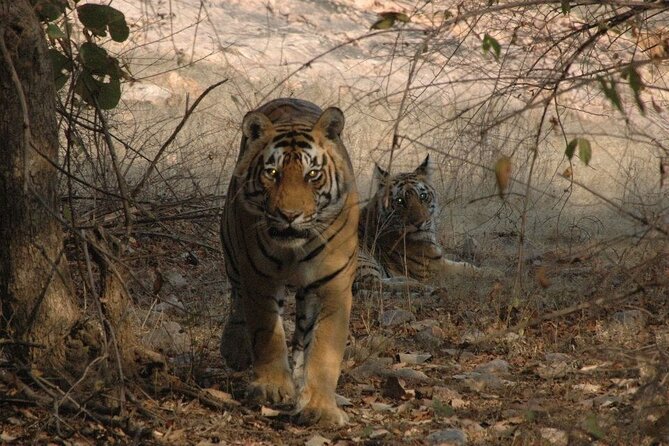 Golden Triangle With Tiger Safari (8 Days) - Confirmation and Additional Info