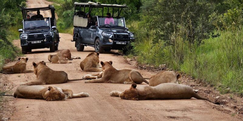 Golf and Safari Tour in Kruger National Park and at Skukuza - Key Points