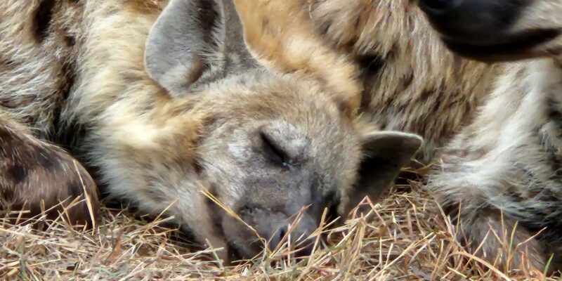 Golf and Safari Tour in Kruger National Park and at Skukuza - Golf Experience