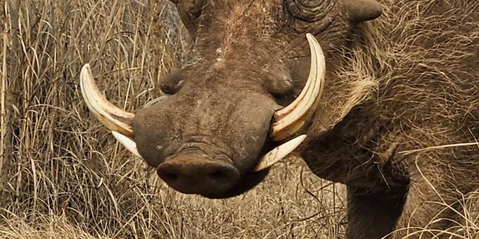 Golf and Safari Tour in Kruger National Park and at Skukuza - Transport and Accommodation