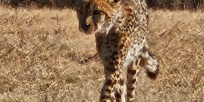 Golf and Safari Tour in Kruger National Park and at Skukuza - Entrance Fees and Expenses