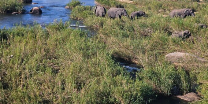 Golf and Safari Tour in Kruger National Park and at Skukuza - Guides Life Experiences
