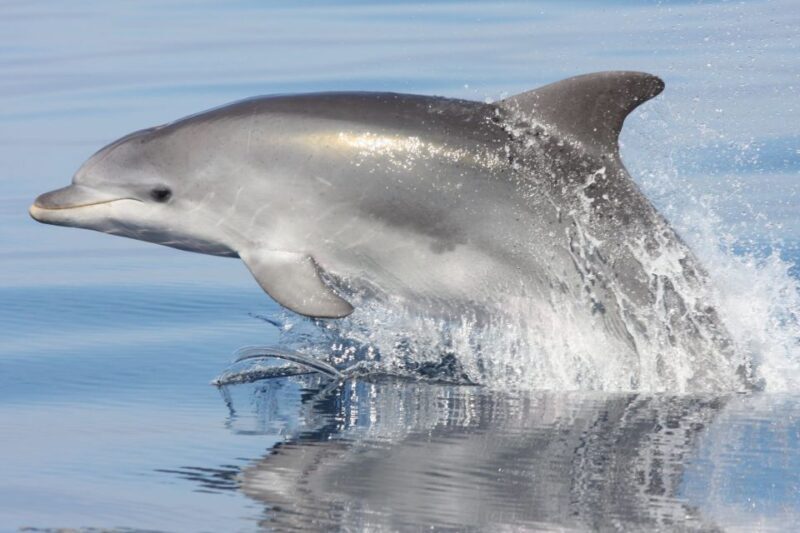 Golfo Aranci: Eco-Friendly Dolphin Watching Boat Trip - Itinerary Highlights