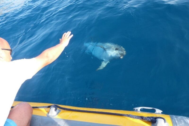 Golfo Aranci: Eco-Friendly Dolphin Watching Boat Trip - Sustainability and Dolphin Welfare