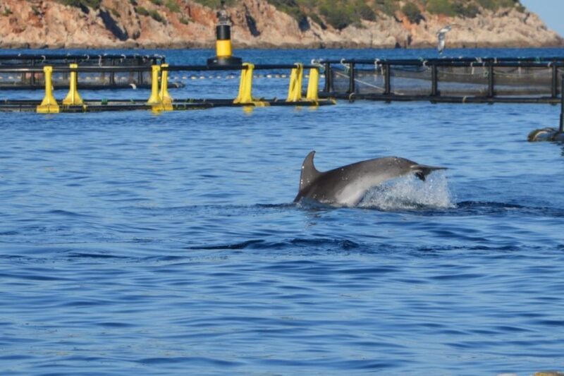 Golfo Aranci: Eco-Friendly Dolphin Watching Boat Trip - Health and Safety Considerations