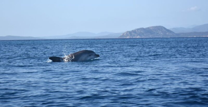 Golfo Aranci: Kayak Tour With Dolphins and Aperitif - Customer Ratings and Reviews