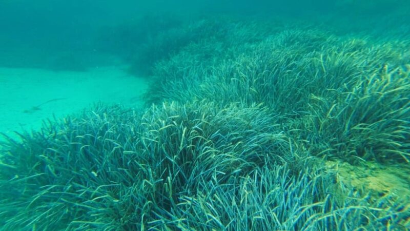 Golfo Aranci: Snorkelling in Cala Moresca - The Snorkeling Equipment Provided