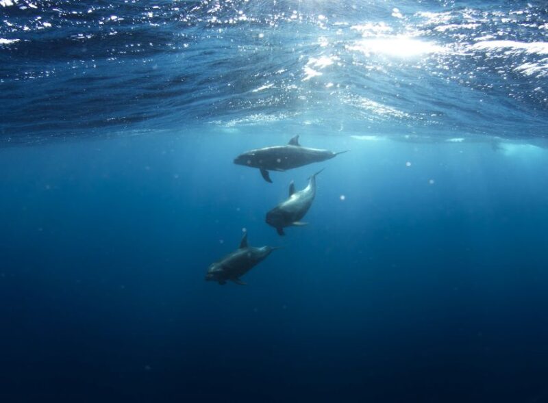 Golfo Aranci: Tavolara and Molara Snorkeling Dinghy Tour - Departure Point