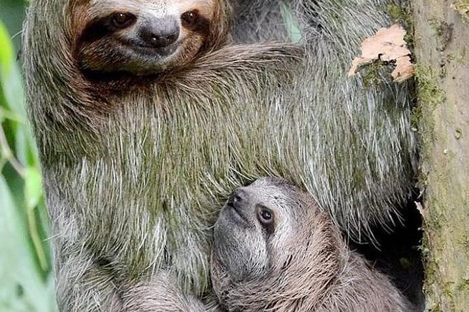 Goodmans Tour to the Sanctuary of Rescued Wild Animals - Key Points