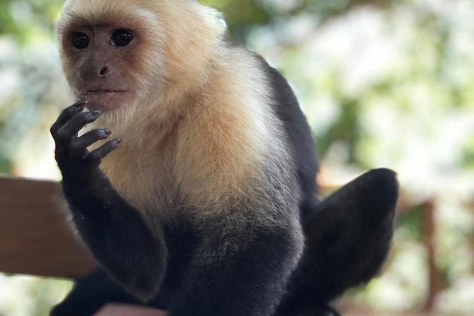 Goodmans Tour to the Sanctuary of Rescued Wild Animals - Snorkeling Adventure