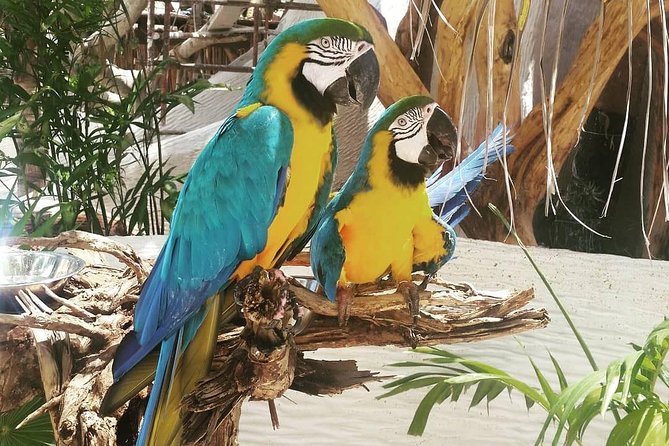 Goodmans Tour to the Sanctuary of Rescued Wild Animals - Accessibility Considerations