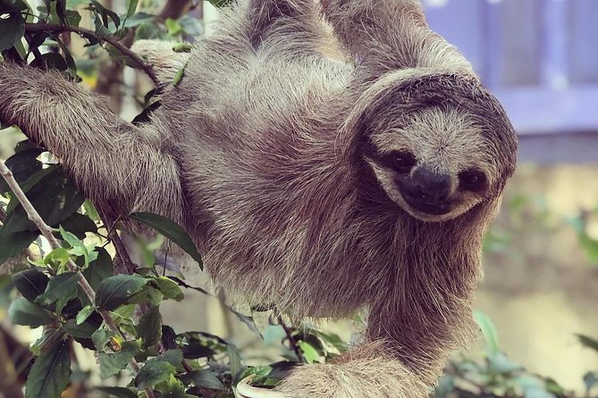 Goodmans Tour to the Sanctuary of Rescued Wild Animals - Snorkeling Adventure