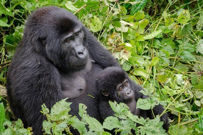 Gorilla Tracking & Batwa Culture Experience - Key Points