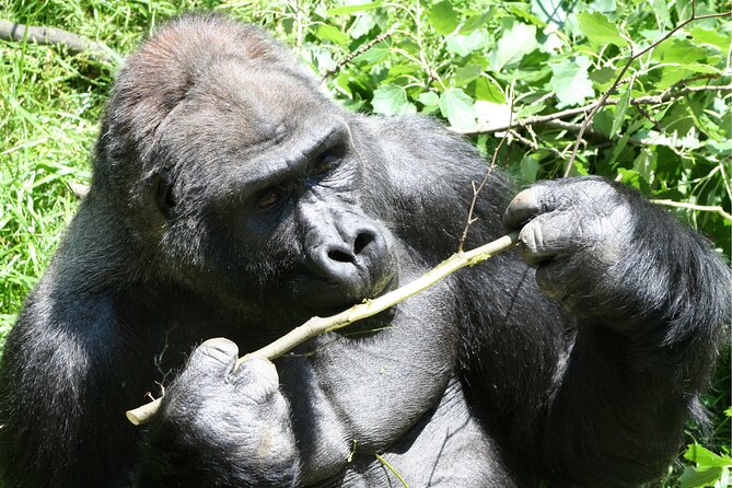 Gorilla Tracking & Batwa Culture Experience - Logistics
