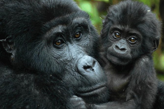 Gorilla Tracking & Batwa Culture Experience - Gorilla Trekking
