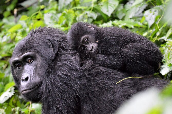 Gorilla Tracking & Batwa Culture Experience - Batwa Cultural Experience