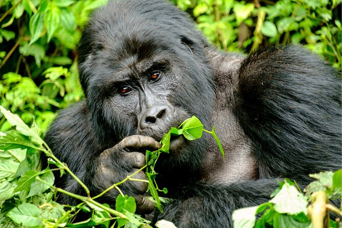 Gorilla Tracking & Batwa Culture Experience - What to Bring