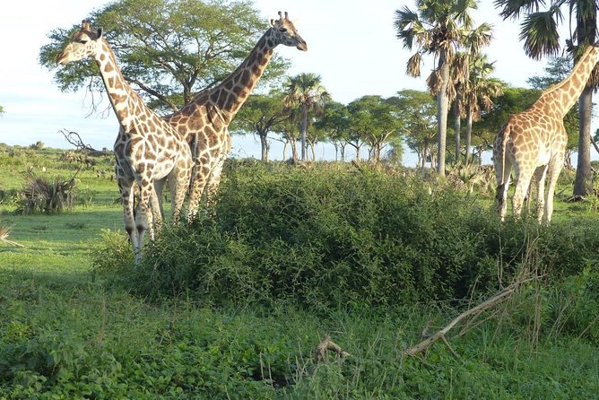 Gorilla Trekking - Tour Start Time and Price