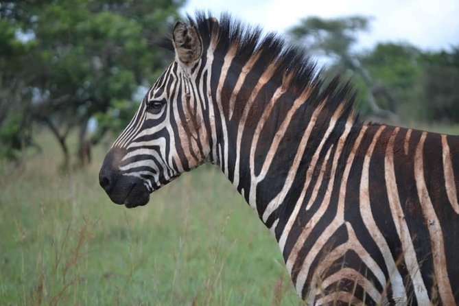 Gorilla Trekking &Wildlife Adventure in Rwanda - Availability and Schedule